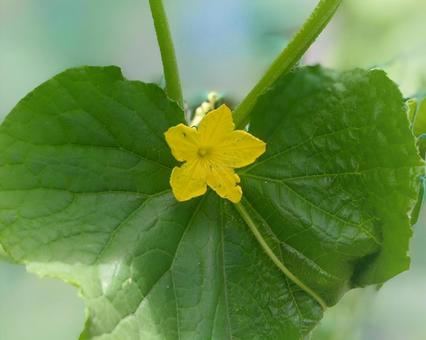 Cucumber flowers and leaves, JPG