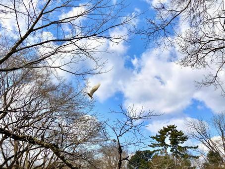 冬空に飛び立つコサギ コサギ,鷺,白鷺の写真素材
