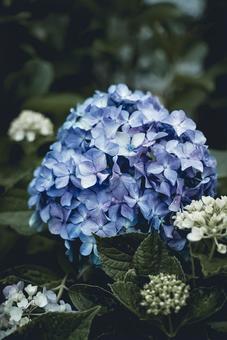紫陽花 紫陽花の写真
