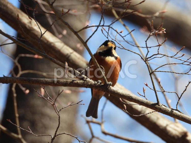 前橋市嶺公園で撮ったヤマガラ 鳥,鳥類,生物の写真素材
