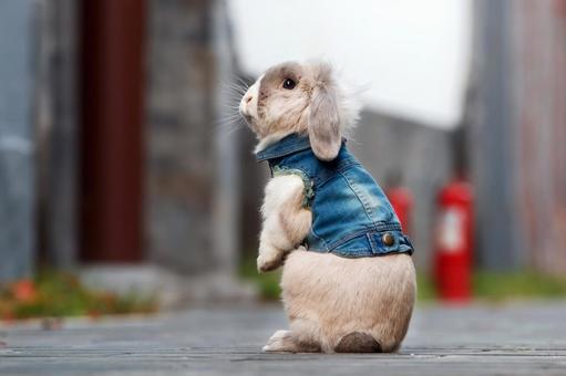 ペットのうさぎ うさぎ,ペット,干支の写真素材