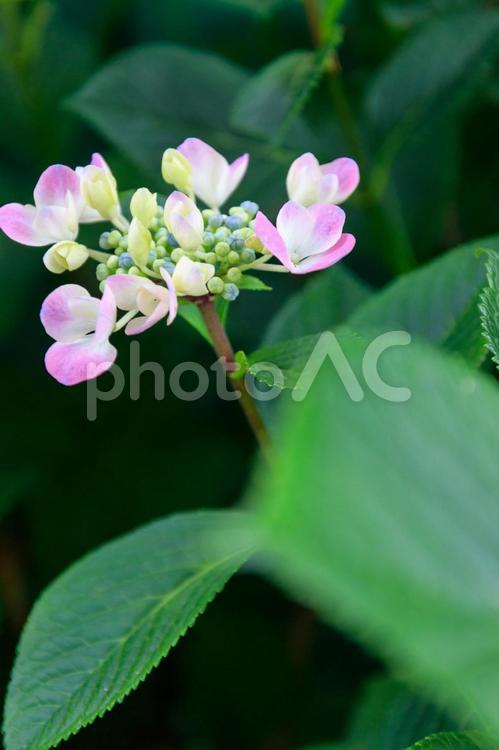小さなピンクのあじさい あじさい,紫陽花,アジサイの写真素材