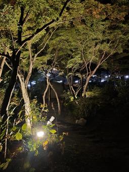 夜の森のライトアップ 夜,ライトアップ,木々の写真素材