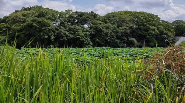 夏の風景 夏の風景の写真