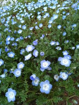 満開のネモフィラ ネモフィラ,満開,花壇の写真素材