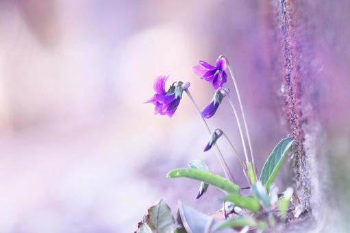 美しい背景と小さな草花 自然,植物,緑の写真素材