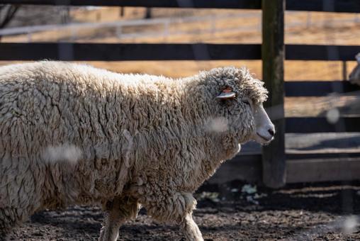 のどかな牧場の羊 羊,ヒツジ,動物の写真素材