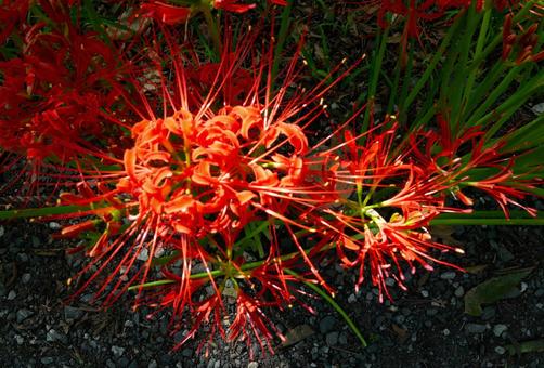 真上からの曼殊沙華 真上からの曼殊沙華の写真