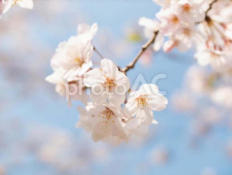 桜の花のクローズアップ 桜,花,春の写真素材
