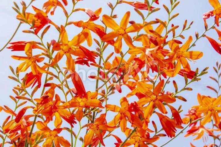 ヒメヒオウギズイセンの花 花,オレンジ,植物の写真素材
