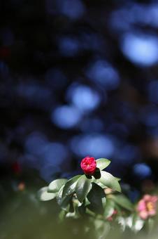 五分咲きサザンカ サザンカ,一輪,玉ボケ背景の写真素材