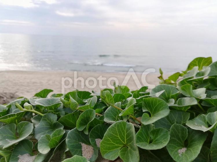 砂浜の緑① 砂浜,海,草の写真素材