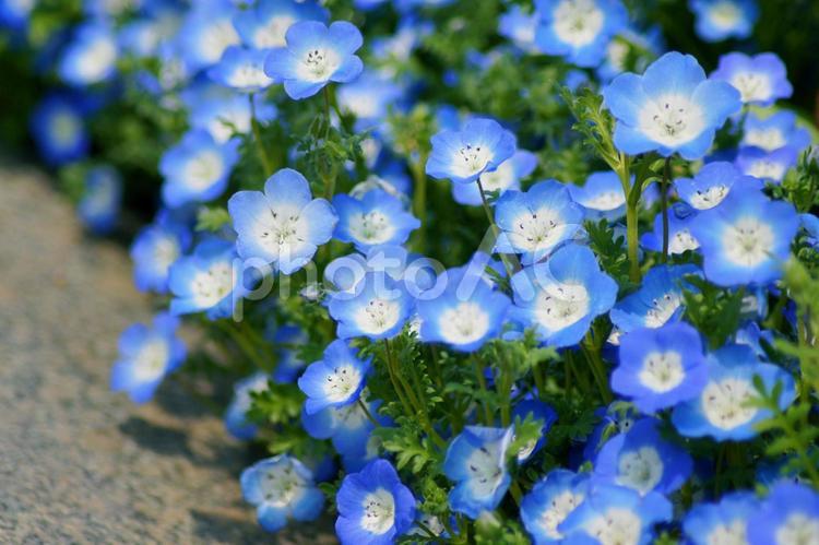 近くの公園のネモフィラ 自然,花,植物の写真素材