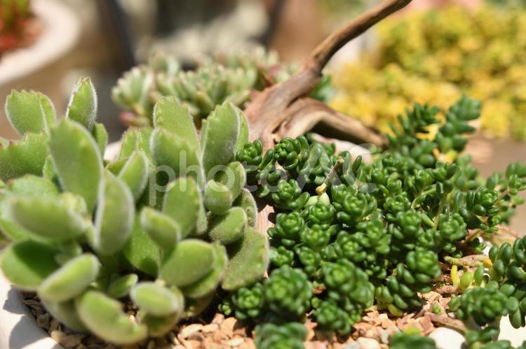 寄せ植えされた多肉植物 観葉植物,寄せ植え,箱庭の写真素材