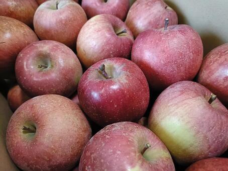 信州のりんご りんご,林檎,フルーツの写真素材