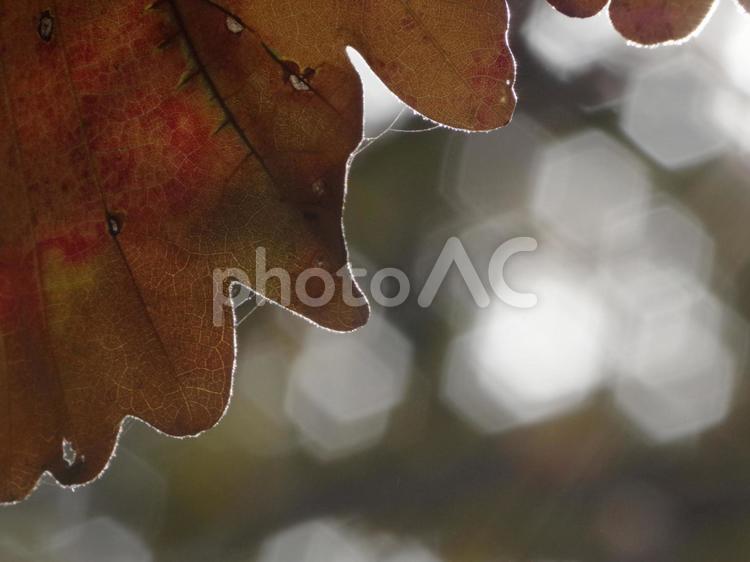 光り輝く秋の葉の輪郭 秋,葉,木の写真素材