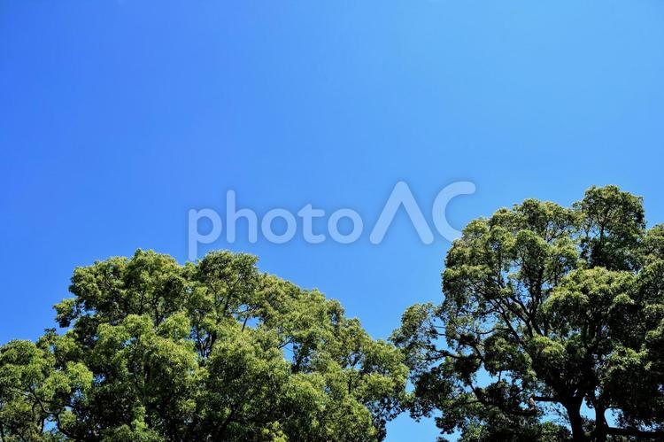 山下公園：青空と新緑 新緑,緑,蒼空の写真素材