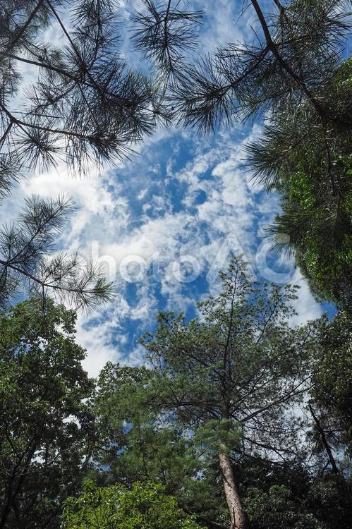松林の上の空を見上げる 青空,雲,松の写真素材