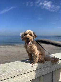 マルプー けんけん マルプー けんけん 犬,ペット,マルプーの写真素材