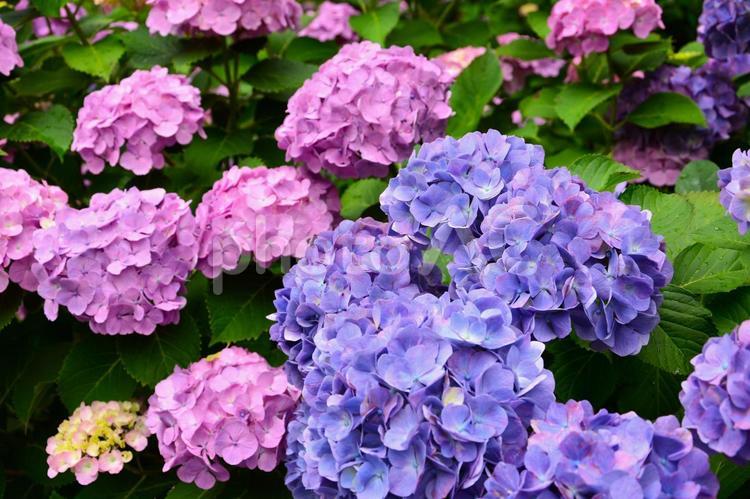 きれいな紫とピンクのアジサイ あじさい,アジサイ,紫陽花の写真素材
