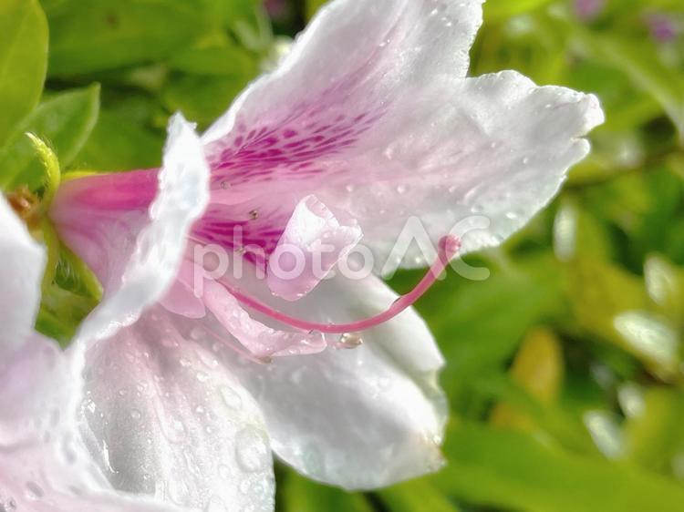 薄ピンクのツツジの花弁 つつじ,庭,鮮やかの写真素材