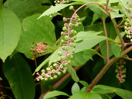 【植物写真】ヨウシュヤマゴボウ 【植物写真】ヨウシュヤマゴボウの写真