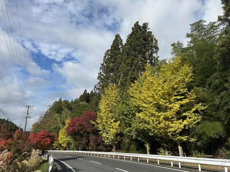 紅葉が美しい道 紅葉,秋,ドライブの写真素材
