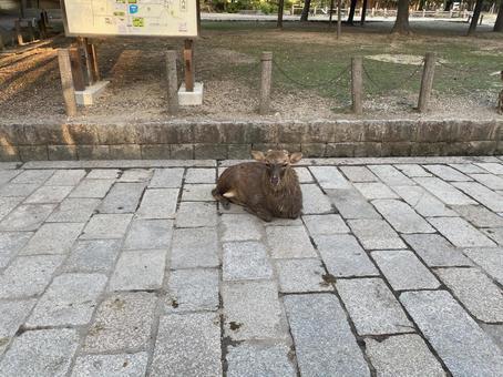 シカ シカの写真