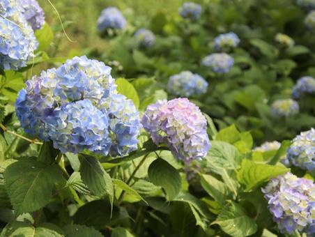 紫陽花の季節 紫陽花の季節の写真
