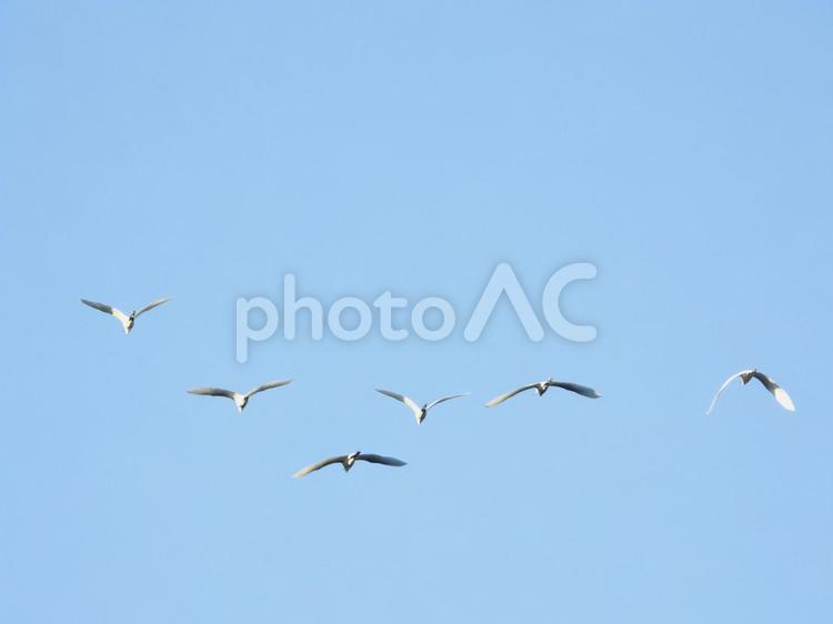 飛翔するダイサギの群れ 鳥,野鳥,ダイサギの写真素材
