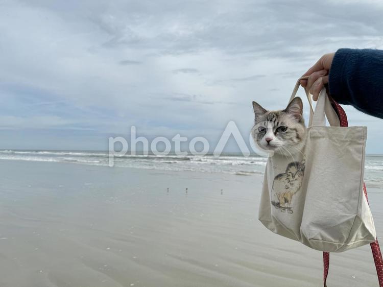 猫と浜辺 猫,ネコ,ねこの写真素材