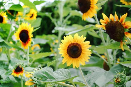 向日葵 向日葵の写真