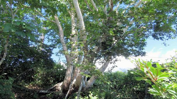 白馬五竜高山植物園のダケカンバの大木 ダケカンバ,大木,夏山の写真素材