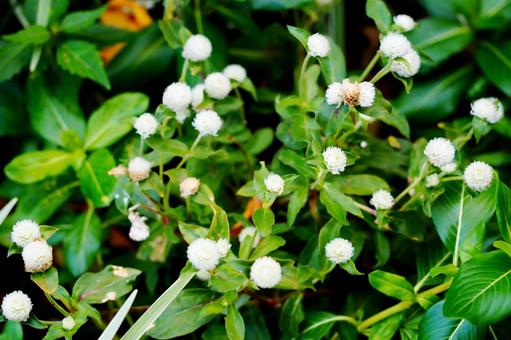 白く丸い小さな花 白く丸い小さな花の写真