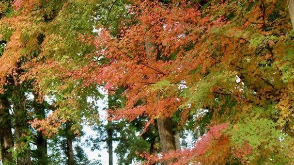 紅葉 紅葉の写真