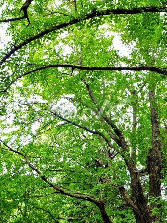 日比谷公園のイチョウ３ 日比谷公園,イチョウ,日本の写真素材
