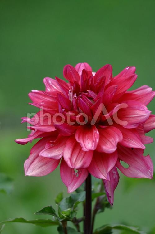色鮮やかな大輪 ダリア,花,キク科の植物の写真素材