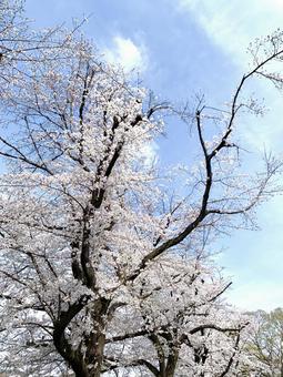桜が咲き乱れる様子 桜が咲き乱れる様子の写真