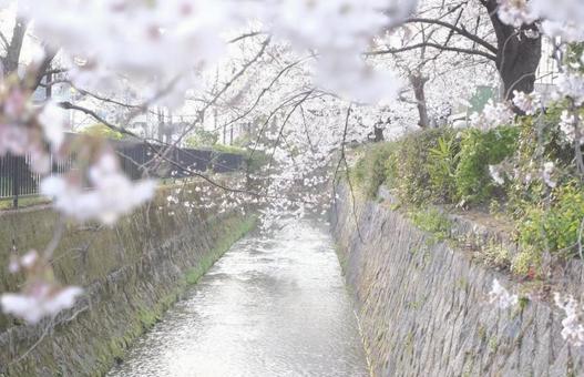 桜 自然 春 疏水 桜 自然 春 疏水の写真