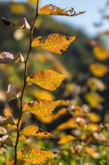 冬まじか 紅葉,公園,葉の写真素材