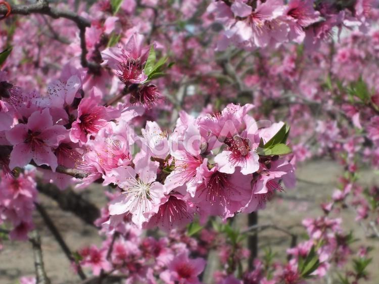 桃畑の桃の花が満開の季節 桃の花,ピンク色,満開の写真素材