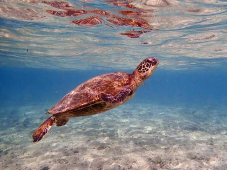 Photo, sea turtle, sea, turtle, 