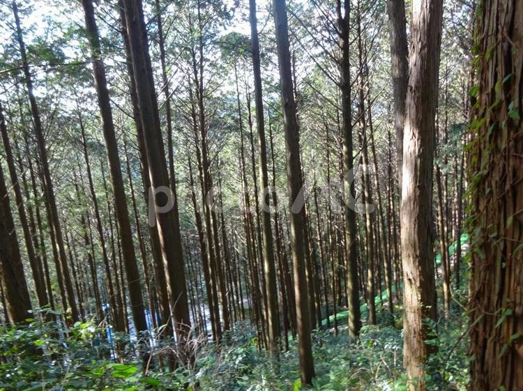 高知 桂浜の林と木漏れ日 高知,四国,旅行の写真素材