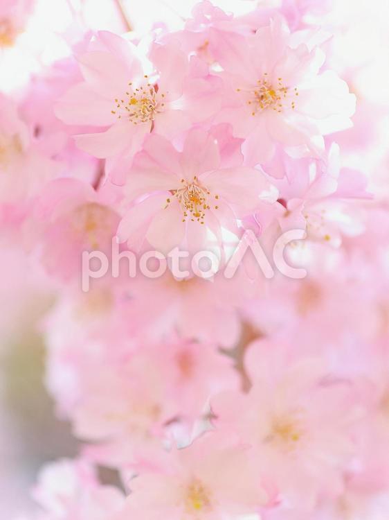 ピンクの枝垂桜　満開 桜,サクラ,枝垂桜の写真素材