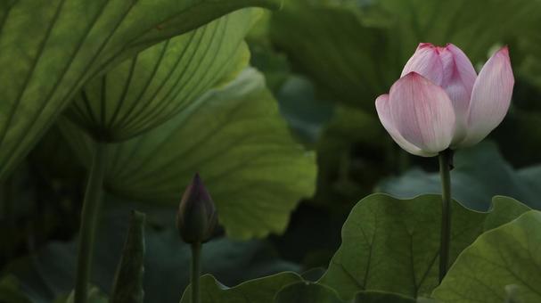蓮 [無加工]版 縦横16:9 ピンク,無修正,無加工の写真素材