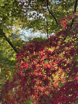初紅葉 初紅葉,もみじ,紅葉の写真素材