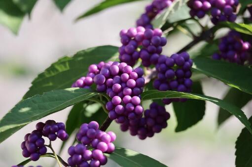 紫色の実のムラサキシキブの木の枝のアップ 紫色,実,ムラサキシキブの写真素材
