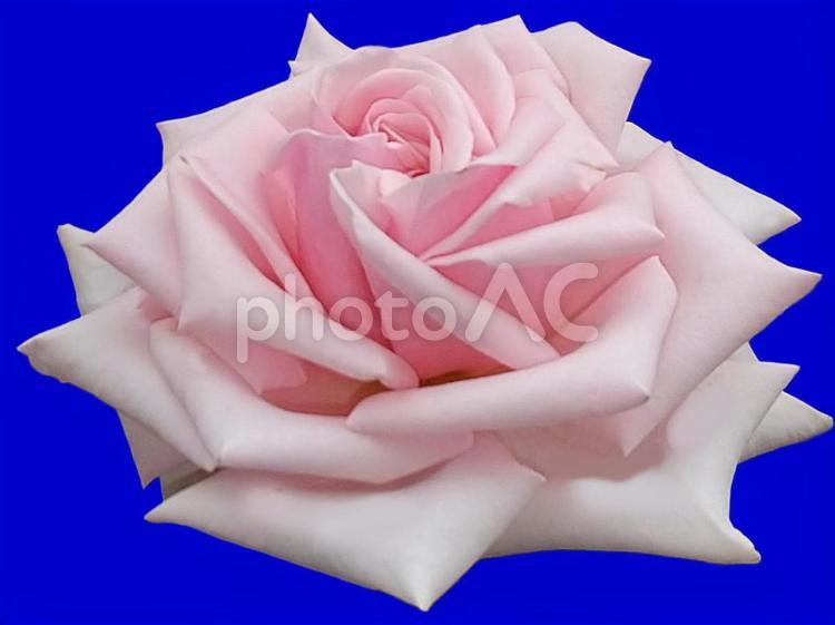 ピンクの薔薇の花の切り抜き 薔薇,バラ,花の写真素材