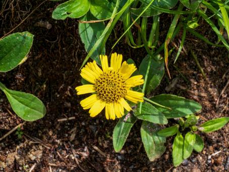 エゾウサギギク エゾウサギギクの写真