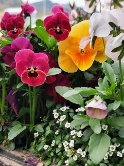 Spring flowers, JPG Spring flowers, JPG